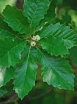 Quercus prinoides Willdenow