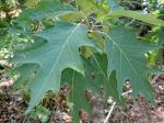 Quercus rubra Linnaeus var. rubra