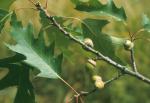 Quercus rubra L. var. borealis (F. Michaux) Farwell