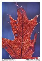 Quercus velutina Lamarck