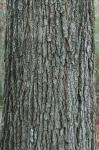Quercus velutina Lamarck