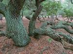 Quercus virginiana Miller