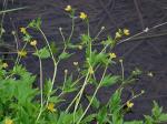 Ranunculus caricetorum Greene