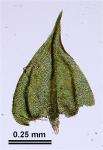 Rauiella scita (P. Beauv.) Reimers