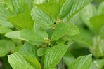 Rhamnus alnifolia L'Her.