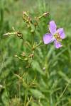 Rhexia nashii Small