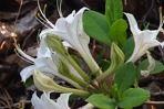 Rhododendron atlanticum (Ashe) Rehder