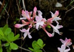 Rhododendron atlanticum (Ashe) Rehder