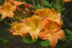 Rhododendron calendulaceum (Michx.) Torr.