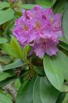 Rhododendron catawbiense Michx.