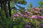 Rhododendron catawbiense Michx.