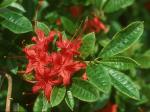 Rhododendron cumberlandense E.L. Braun
