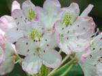 Rhododendron maximum L.