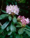 Rhododendron maximum L.