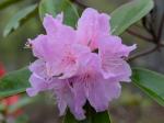 Rhododendron minus Michx.