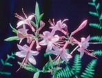 Rhododendron prinophyllum (Small) Millais