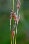 Rhynchospora capillacea Torrey