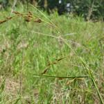 Rhynchospora inexpansa (Michaux) Vahl