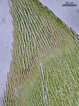 Rhynchostegium serrulatum (Hedw.) A. Jaeger