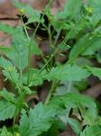 Rorippa palustris  (L.) Besser ssp. palustris