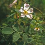 Rosa canina L.