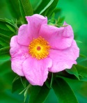 Rosa palustris Marsh.