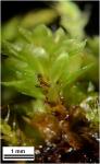 Rosulabryum laevifilum (Syed) Ochyra