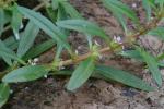 Rotala ramosior (L.) Koehne