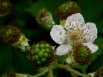 Rubus bifrons Vest