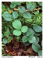 Rubus hispidus L.