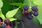 Rubus occidentalis L.