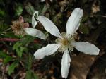 Rubus trivialis Michx.