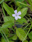 Ruellia caroliniensis (Gmelin) Steudel