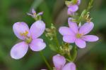 Sabatia brachiata Ell.