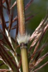 Erianthus giganteus (Walt.) P. Beauv.