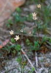 Sagina decumbens (Ell.) Torrey & A. Gray ssp. decumbens