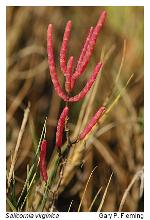 Salicornia virginica L.