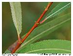 Salix caroliniana Michx.