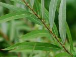 Salix caroliniana Michx.