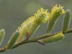 Salix discolor Muhl.