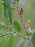 Salix eriocephala Michx.