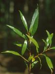 Salix ×fragilis L.