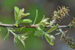 Salix humilis Marshall