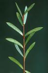 Salix purpurea L.