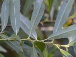 Salix sericea Marsh.