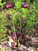 Sarracenia purpurea L.