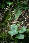 Micranthes caroliniana (Gray) Small