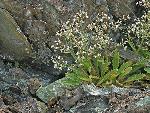 Hydatica petiolaris (Raf.) Small
