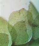 Scapania undulata (L.) Dumort.