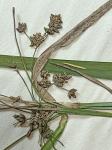 Scirpus ancistrochaetus Schuyler